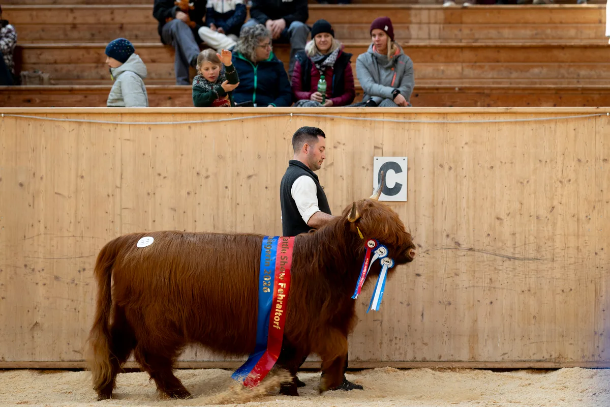 Man sieht ein mehrfach ausgezeichnetes Hochlandrind, das von einem Mann geführt wird.